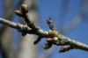 Printemps : les bourgeons et fleurs poussent à grande vitesse !