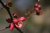 Printemps : les bourgeons et fleurs poussent à grande vitesse !