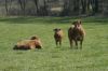 Les vaches les plus communes autour de chez Hélène sont les limousines