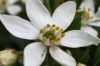 Gros plan sur fleur de choisya