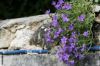 J'ai planté des campanules sur le haut de notre mur, là les joints de ciment s'effritent et laissent de la place entre les pierres… on verra si ça prend bien…