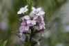 Gros plan sur fleurs de diosma