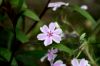 Gros plan sur fleur de Phlox