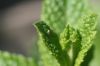 Menthe