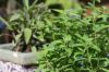 Verveine et Sauge