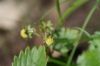 Bientôt nos premières fraises des bois