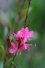 Les fleurs de Gaura rouge arrivent