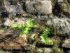 auray-mur-dans-ruelle.jpg