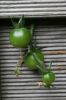 Tomates cerises de la voisine