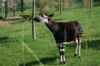 Okapi