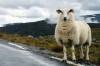 Je suis fier d'être un mouton norvégien !