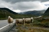 Après les rennes, quelques moutons curieux