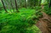 Des verts flamboyants dans les clairières des sous-bois