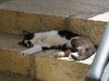 Dure vie de chat à Sainte-Enimie