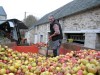 Des pommes à la pelle...