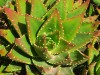 Porto Santo - Détail de cactus (aloe vera ?)