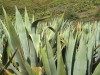 Porto Santo - Cactus