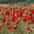 Les coquelicots…