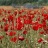 Les coquelicots…