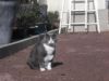 Moumoune inspectrice des travaux finis