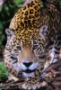 Jaguar: son territoire couvre 100 km2