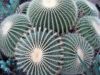Un cactus dans la zone désertique