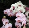 Orchidées dans le pavillon réservé à cet effet