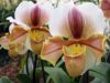 il existe des centaines d'espéces d'orchidée dont certaines vivent en montagne